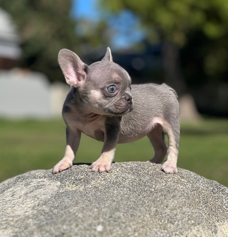 French Bulldog – French Bulldog Puppy Akc