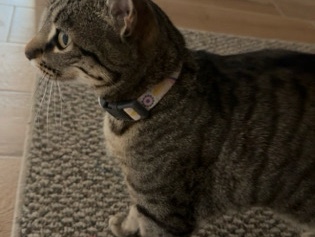Egyptian Mau – Mini Egyptian Mau, Female – Eloy