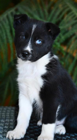 Siberian Husky – Beautiful puppy for sale