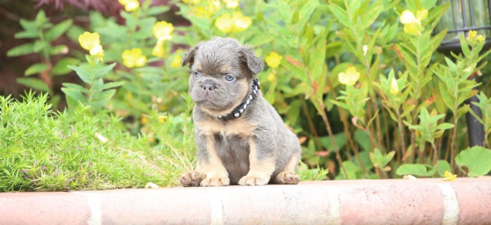 French Bulldog – French bulldog fluffy