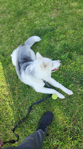 Siberian Husky – Gray and White Siberian Husky for sale