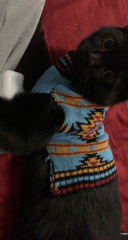 Black Cat