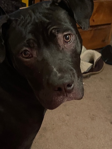 Cane Corso – two beautiful male brother pitbull /cane corso