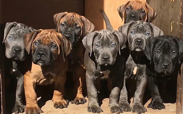 Boerboel – boerboel