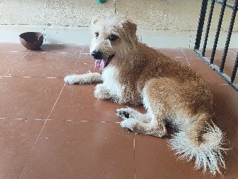 Lhasa Apso - Lhasa Apso available for adoption in Chennai