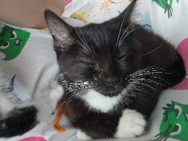 kitten ready for her forever home – Wakefield