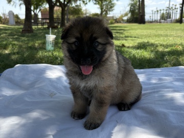 German Shepherd – German Shepherd Puppies – Phoenix