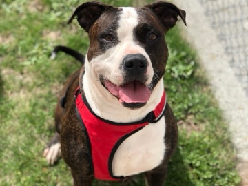 American Bulldog – American Bulldog – Tacoma