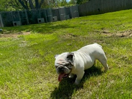 American Bulldog – Exotic Micro Bully Female – Kansas City