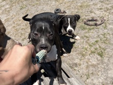 American Pit Bull Terrier – pitbull – Bastrop