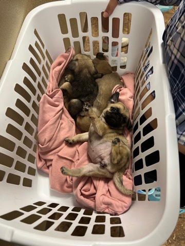 Pug – Pug puppies