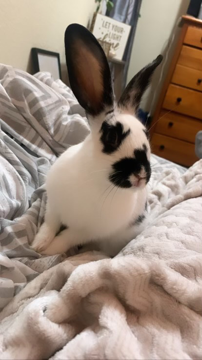 Checkered Giant – Hopper The Bunny with cage and water bowl