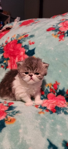Persian (Traditional) – Flat Faced Persian kitten