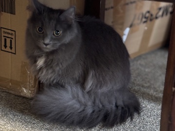 American Shorthair - Fluffy needs a new home available for adoption in Pittsburgh