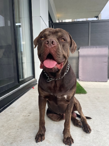 American Bulldog – loving American pulls 14 months