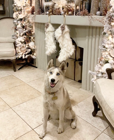 Siberian Husky – Rehome the sweet Luna