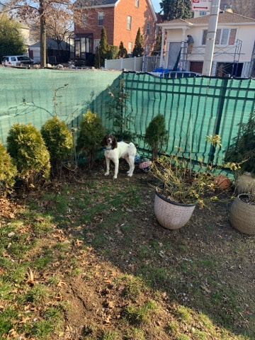 Brittany – selling dog