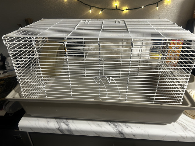 Rat – rat – Colorado Springs