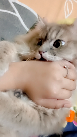 female Siberian Cat from Russia 