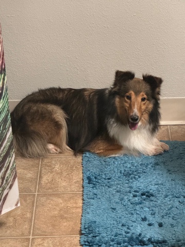 Shetland Sheepdog (Female)