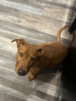 Dachshund – Puppy to a good home