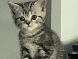 British Shorthair – Reinrassige BKH kitten in Tabby – Grönwohld