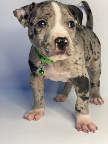 Aerican bully xl