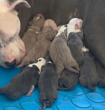 American Pit Bull Terrier – Gawdz kennel