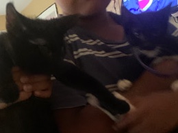 Russian White, Black and Tabby – selling cats