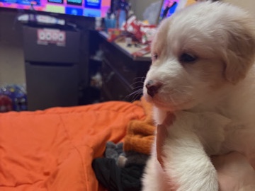 Great Pyrenees – Great prynees – Asheboro