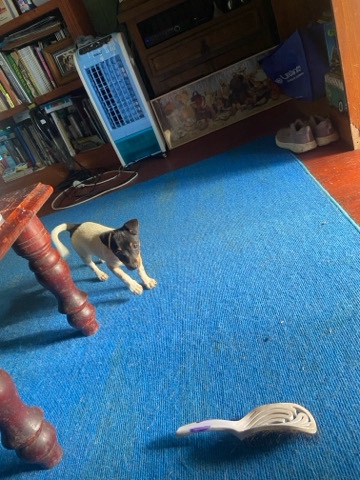 Miniature Fox Terrier – mini foxi puppies for sale ono