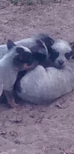 Blue heeler puppies for sale