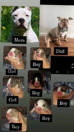 American Pit Bull Terrier – Pocket American Bullys