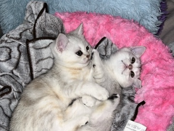 Scottish Fold – Two Beautiful Female Scottish Fold (Straight) Kittens – Toronto