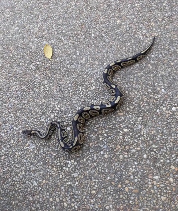 Any – 3 y/o Femal Ball Python