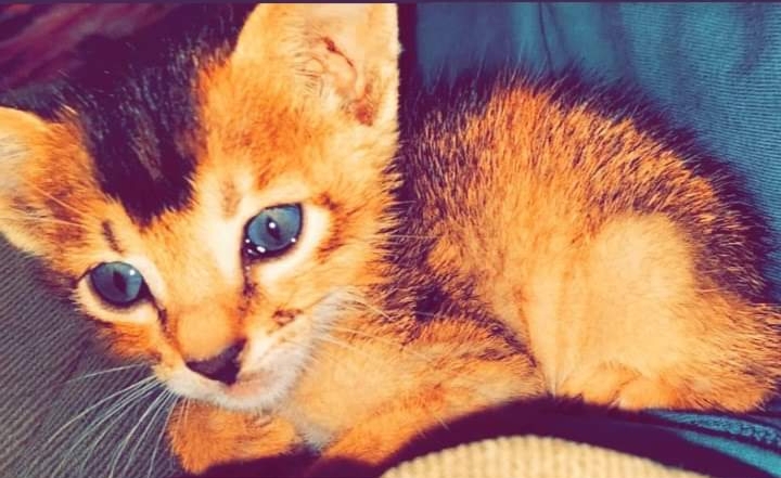 female Abyssinian for sale
