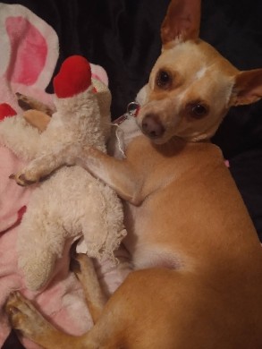 Chihuahua – Bobo the Chihuahua
