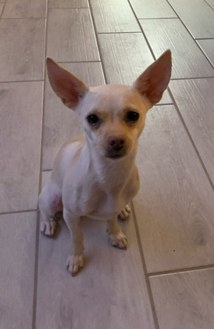 Chihuahua – Rehoming Chihuahua/Jack Russell mix