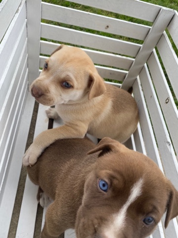 American Pit Bull Terrier – Pitbull/Husky Mix