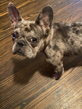 French Bulldog – French Bulldog purebred