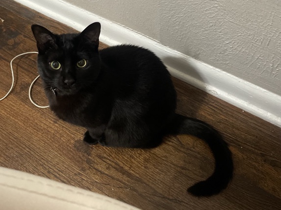 Black male cat – Mesquite