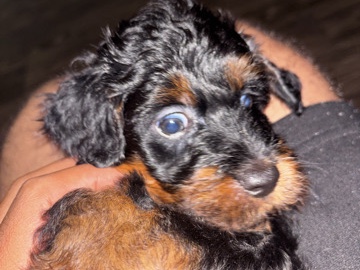 Miniature Australian Shepherd – MINI AUSSIE PUPS – Kyle
