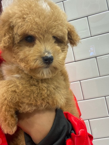 Poodle – selling my baby 🥲