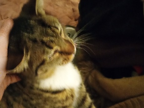 American Shorthair – Roxie