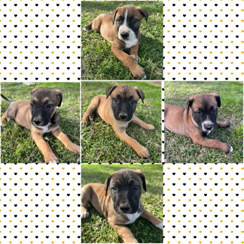 Belgian Shepherd Dog (Malinois) – Looking for a Furever home