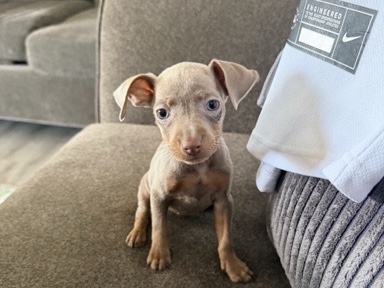 Miniature Pinscher – Miniature Pinscher – Alhambra