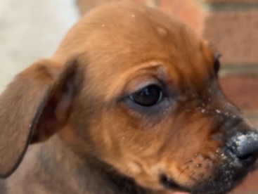 Rottweiler – Rottweiler x Cane Corso Mix Puppy for Sale in Doveton – Doveton