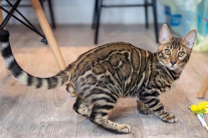 Bengal – adorable kitten for adoption