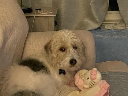 Mixed Breed – Beagle/ Terrier Mix – Westland