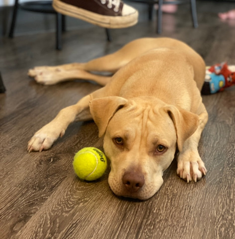 American Pit Bull Terrier – Beautiful Pitbull